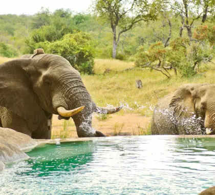 motswari-game-lodge-5210