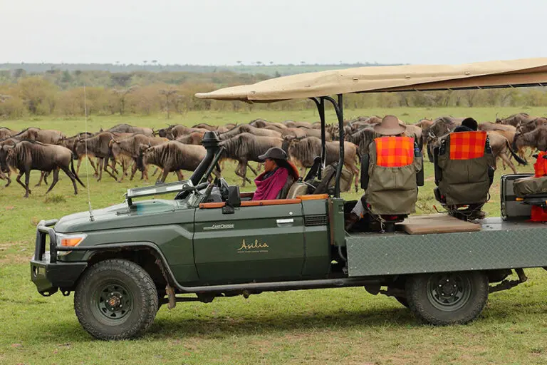 Emocionantes safaris.