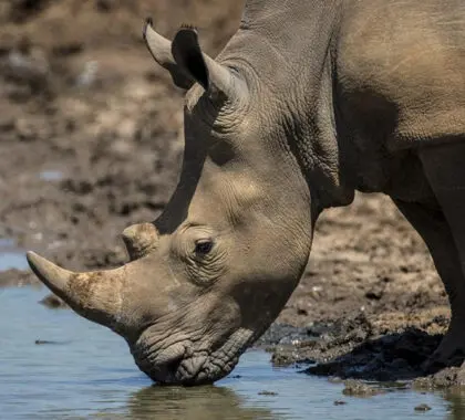 Excepcionales encuentros con la fauna salvaje.