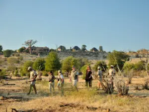 Professional guides lead early morning walks for a fascinating alternative to game drives.
