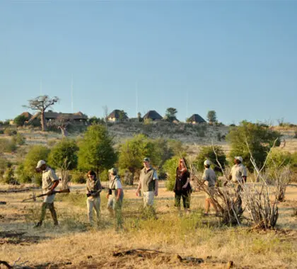 Los guías profesionales dirigen los paseos matutinos, una fascinante alternativa a los safaris.