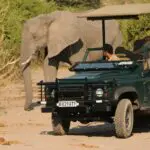 Game drives into the Chobe National Park deliver plenty of close-up wildlife sightings.
