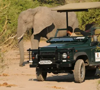 Los safaris en coche por el Parque Nacional de Chobe permiten ver de cerca numerosos animales salvajes.