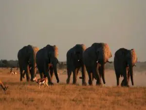 El parque cuenta con un gran número de animales salvajes que se pueden ver durante un safari.