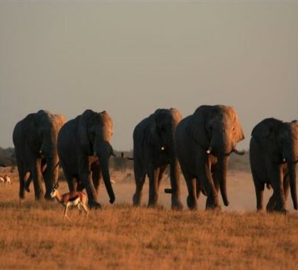 The park has a large number of wild animals which you can see during a game drive
