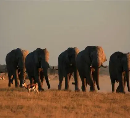 El parque cuenta con un gran número de animales salvajes que se pueden ver durante un safari.