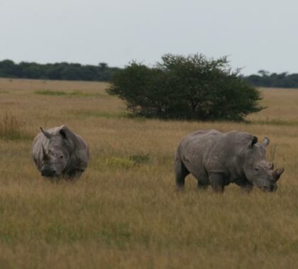 Experience african wildlife closer then ever before
