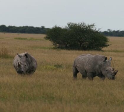 Experimente la fauna africana más de cerca que nunca