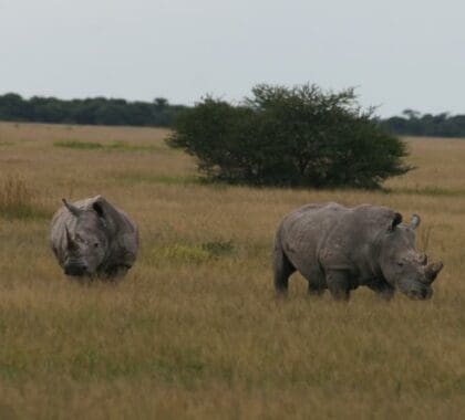 Experience african wildlife closer then ever before