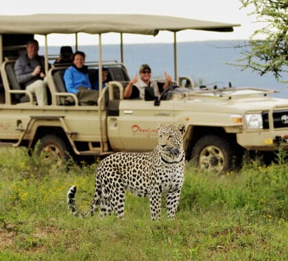 Para los que buscan animales salvajes, los safaris en la Reserva Natural de Okonjima prometen sorprender | Okonjima Plains Camp