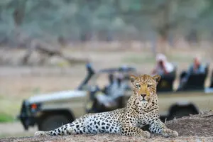 Descubra grandes animales en los safaris.