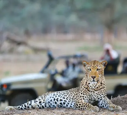Descubra grandes animales en los safaris.