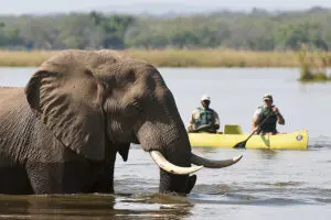 Safari en canoa.