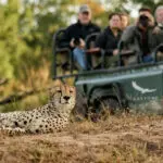 Vea los grandes felinos de África.