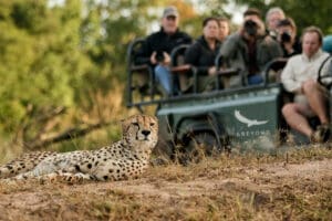 Vea los grandes felinos de África.