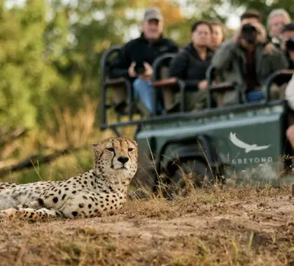 Vea los grandes felinos de África.