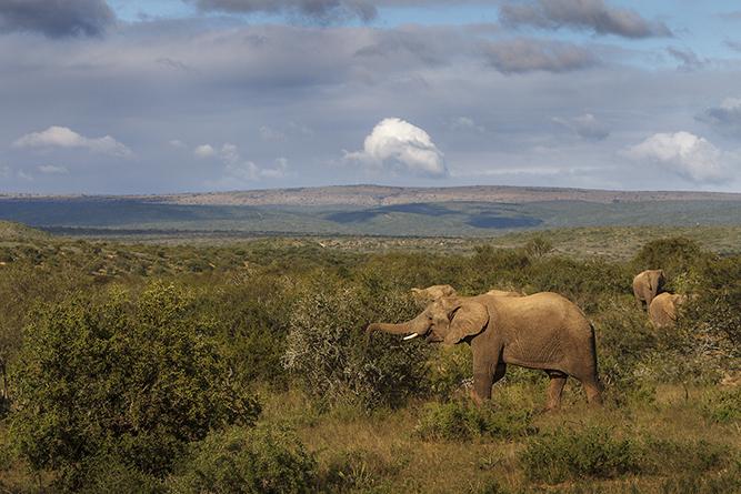 Photo Safaris in the Eastern Cape