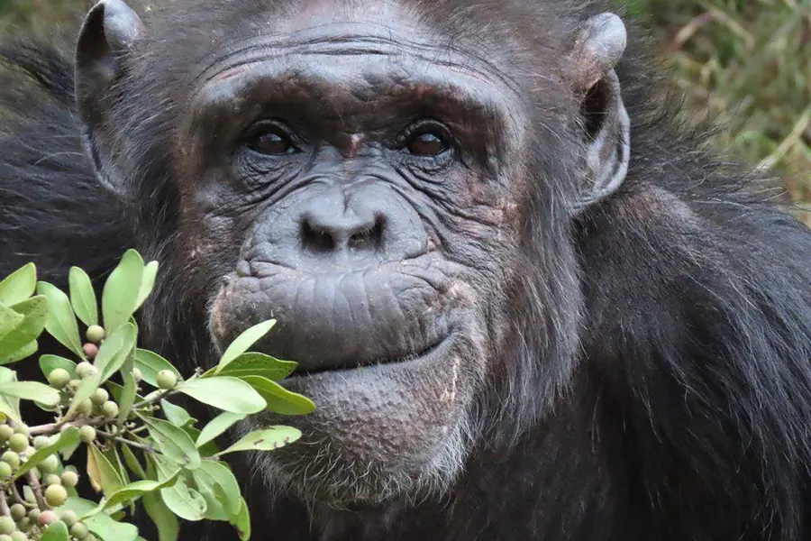 porini-rhino-camp-chimp-3-prc