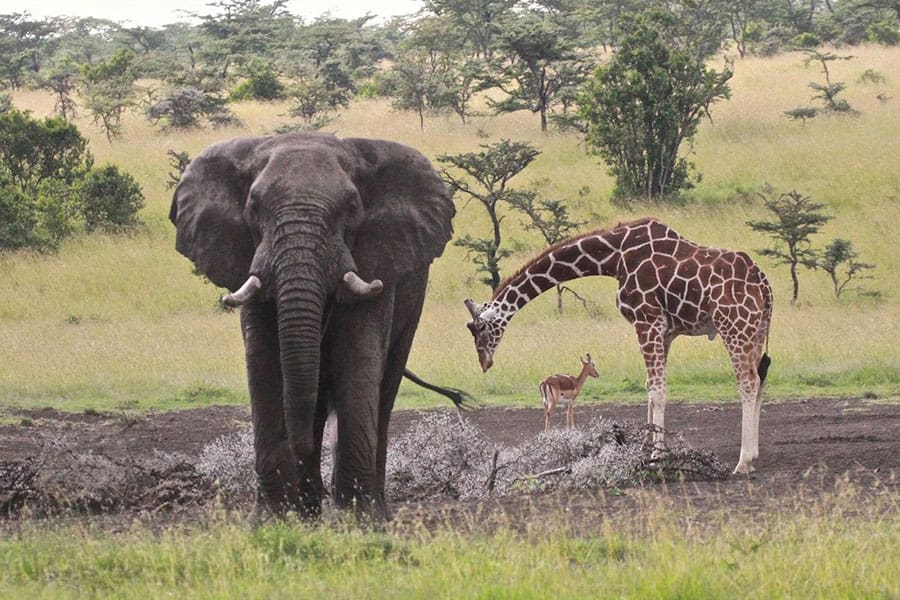 Porini Rhino Camp_waterhole