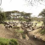 Conservación exclusiva de la fauna salvaje.