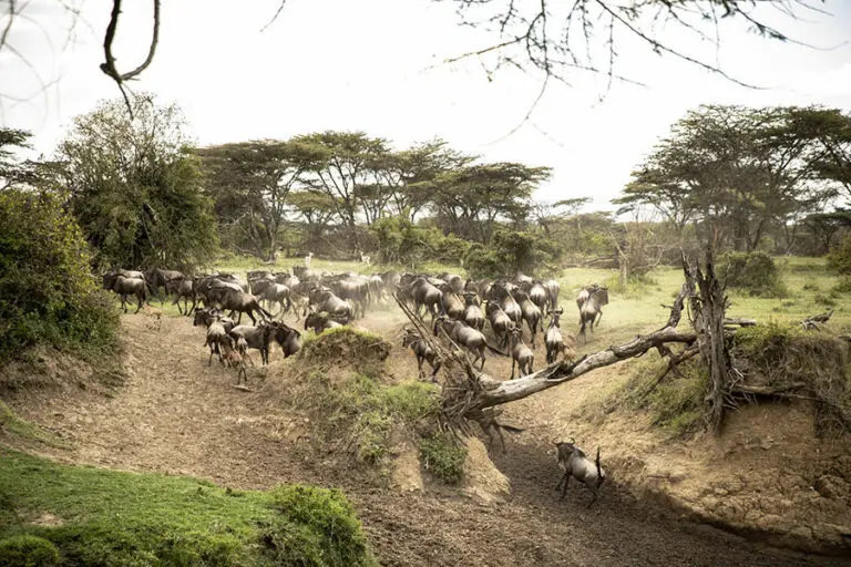 Exclusive wildlife conservancy.