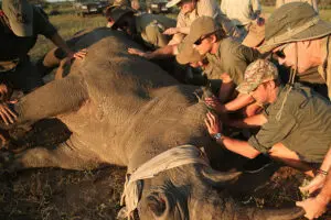 Un complemento opcional a su safari: participe en diversos programas de conservación de la reserva. 