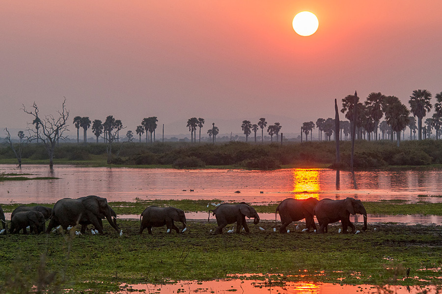 Elephants at Roho ya Selous in Tanzania | Go2Africa