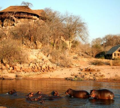 Have a rest and watch hippos playing in the river
