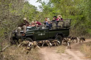 Recorridos por Sabi Sands.