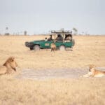 En Makgadigadi se pueden ver grandes felinos.