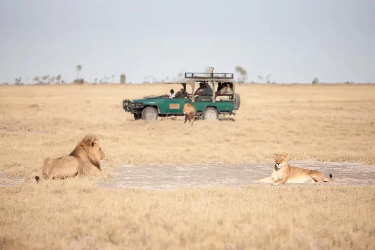 The Makgadigadi has incredible big cat sightings.