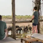 Disfrute de safaris en butaca desde la comodidad de su habitación en el Savute Safari Lodge.