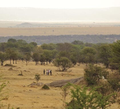 Safaris a pie.