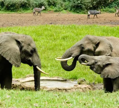 Elephants are regular visitors to the waterhole & can be observed in glorious close-up from the photographic hide.