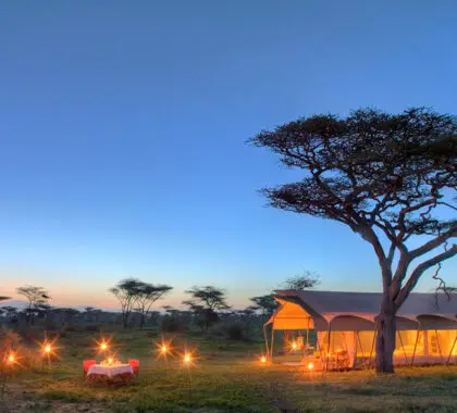 serengeti-debajo-del-lienzo-4217