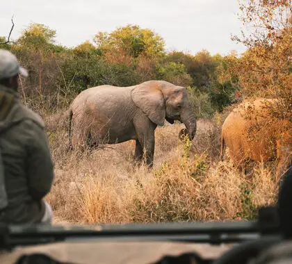 Descubra los animales más salvajes en emocionantes safaris.