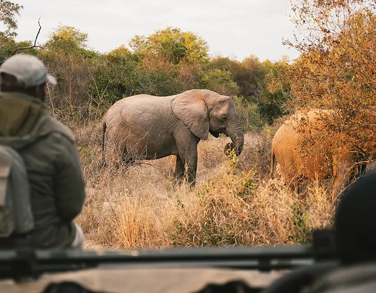 Descubra los animales más salvajes en emocionantes safaris.