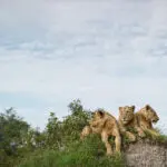 Excepcionales encuentros con la fauna salvaje.