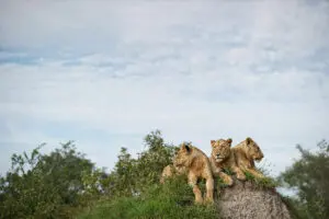 Excepcionales encuentros con la fauna salvaje.