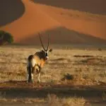 You can get up close to the wildlife found in the desert environment.
