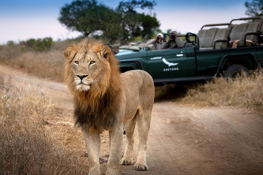 Descubra los grandes felinos de África.