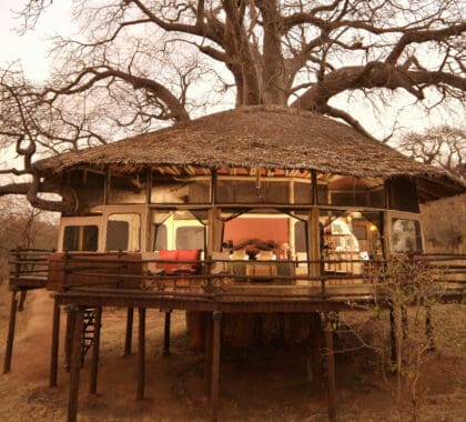tarangire-treetops-2747