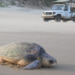 Un safari marino.