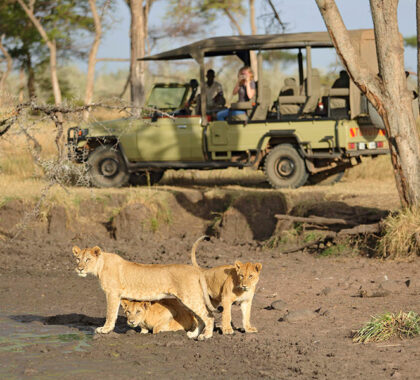 Game viewing in Tanzania’s Serengeti.
