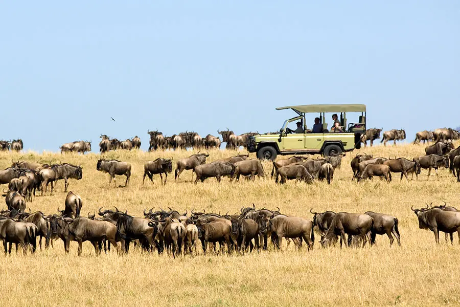 ubuntu-wildebeest-migration-game-drive-41