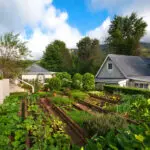 The established vegetable garden at Cleopatra's is one of the reasons it is considered a gourmet hotspot in the region.
