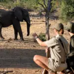Walking safaris close to elephants. 