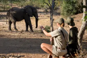 Walking safaris close to elephants. 