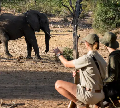 Safaris a pie cerca de elefantes. 