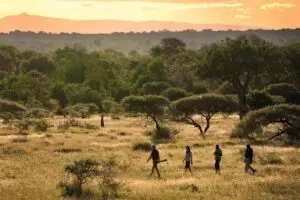 Safari a pie con Lion Sands River Lodge.